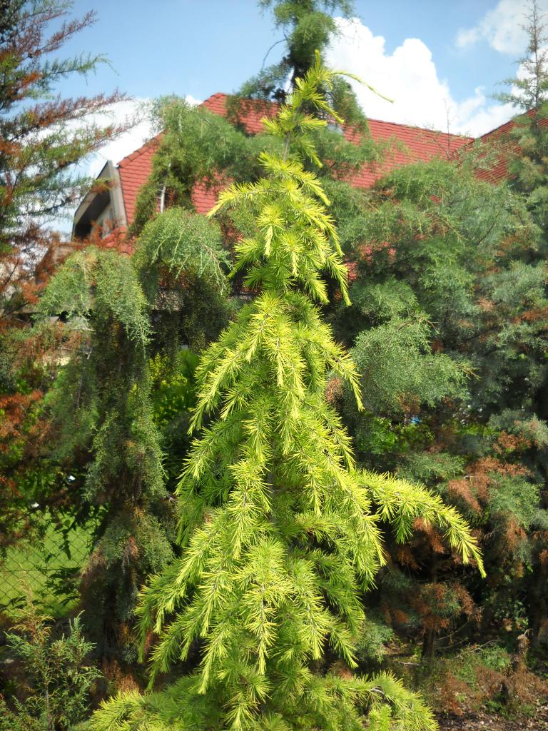Cedrus deodara 'Golden Horizon'